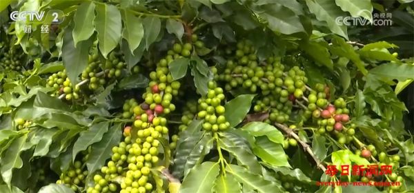 从“原料供应”→“品牌输出” 亮眼数据彰