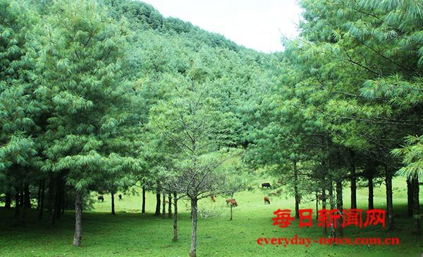 高楞市场管理员获刑喊冤，揭露作假证者反升