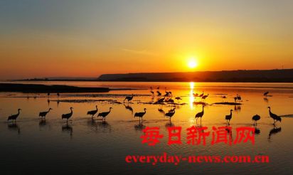 万荣：千鹤起舞 黄河湿地来越冬